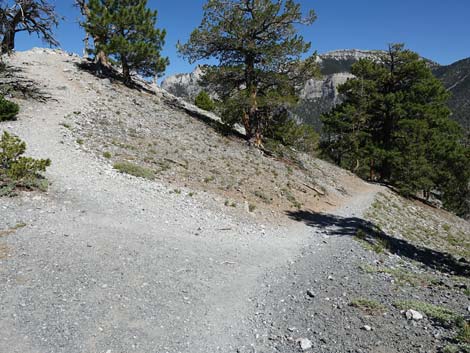 Bristlecone Trail