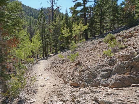 Bristlecone Trail