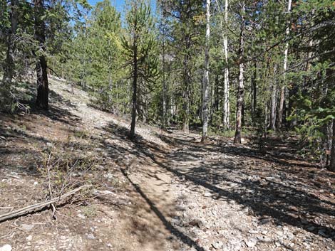 Bristlecone Trail