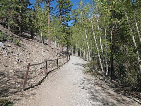 Bristlecone Trail