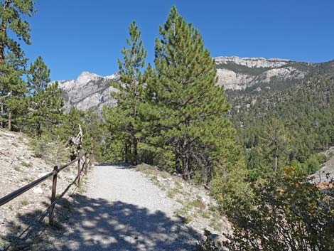 Bristlecone Trail