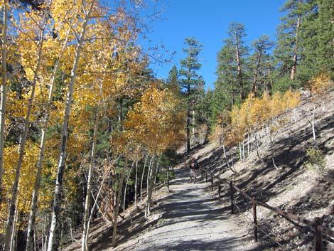 Bristlecone Trail