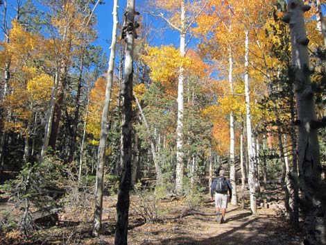 Bristlecone Trail