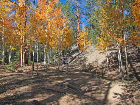 Bristlecone Trail