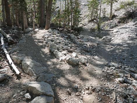 Bristlecone Trail