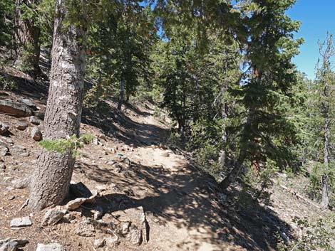 Bristlecone Trail