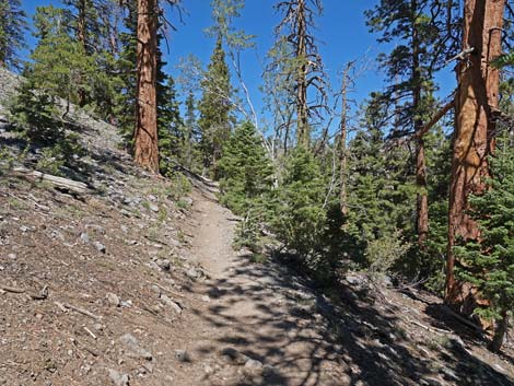 Bristlecone Trail