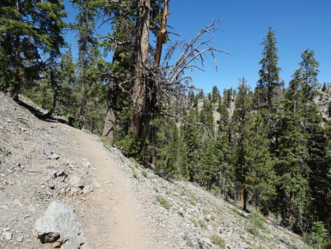 Bristlecone Trail