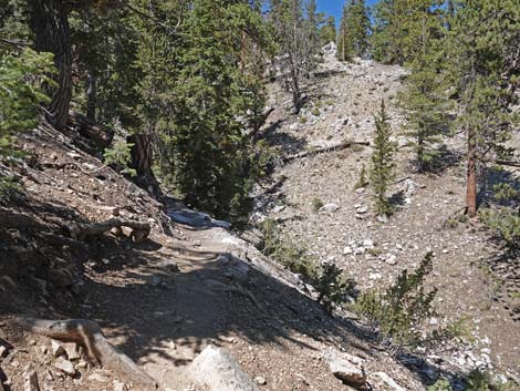 Bristlecone Trail