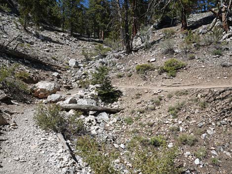 Bristlecone Trail