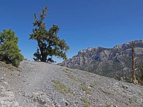 Bristlecone Trail