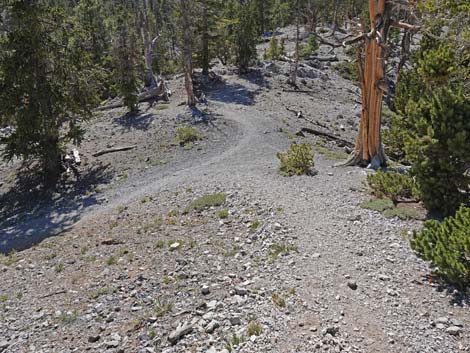 Bristlecone Trail