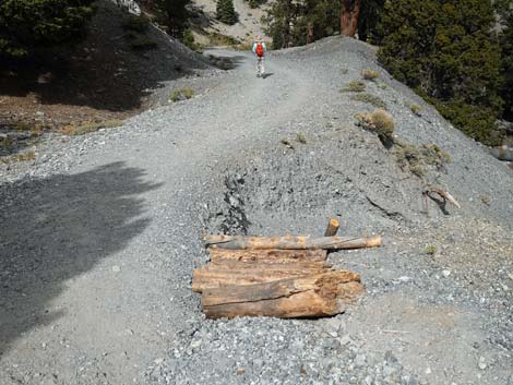 Bristlecone Trail