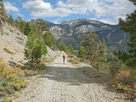 Bristlecone Trail