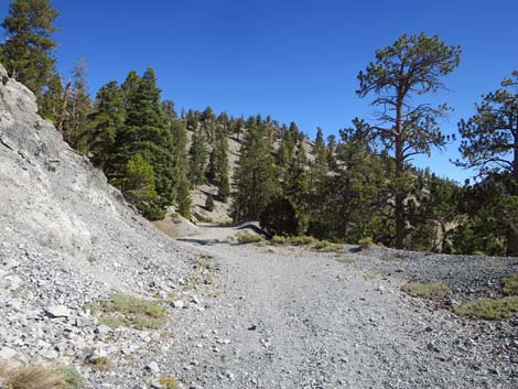 Bristlecone Trail