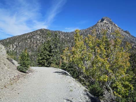 Bristlecone Trail