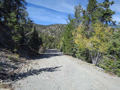 Bristlecone Trail