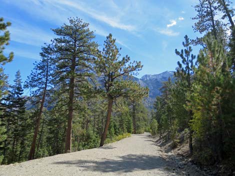 Bristlecone Trail