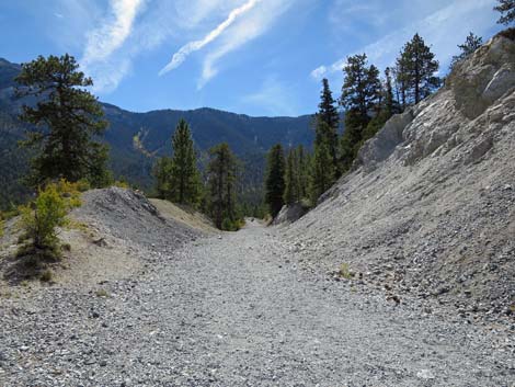 Bristlecone Trail