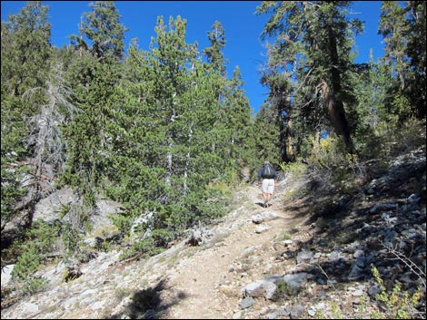 Old Bristlecone Trail