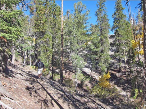 Old Bristlecone Trail