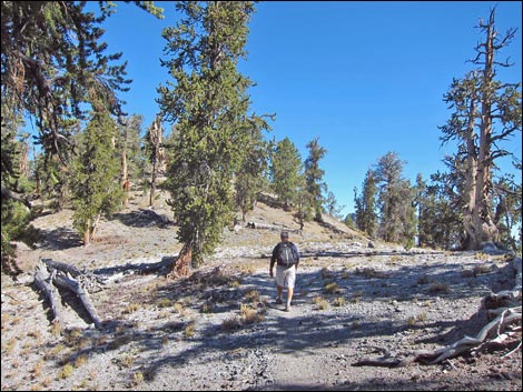 Old Bristlecone Trail