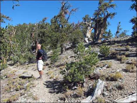 Old Bristlecone Trail