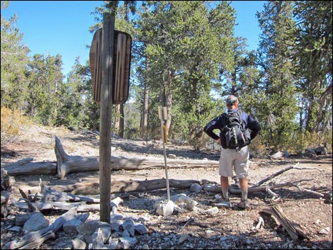 Old Bristlecone Trail