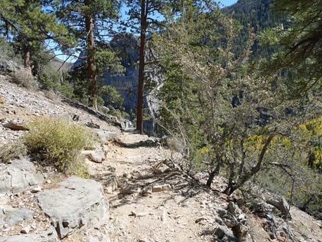 Cathedral Rock Trail