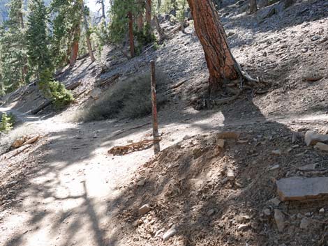 Cathedral Rock Trail