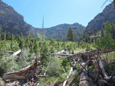 Cathedral Rock Trail