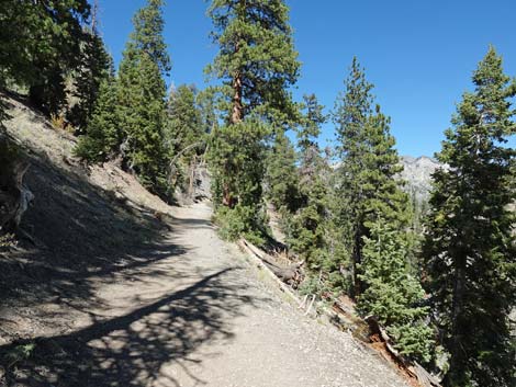 Cathedral Rock Trail