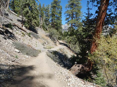 Cathedral Rock Trail