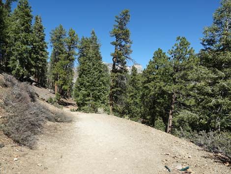 Cathedral Rock Trail