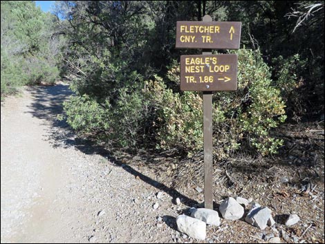 Eagle's Nest Loop Trail