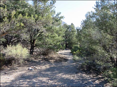 Eagle's Nest Loop Trail