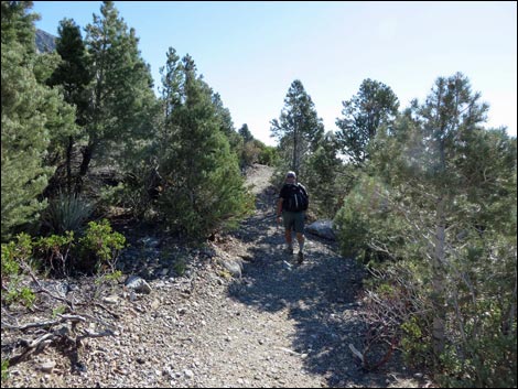 Eagle's Nest Loop Trail