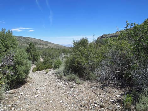 Escarpment Trail