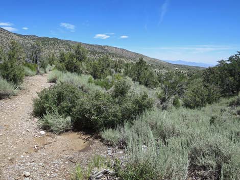 Escarpment Trail