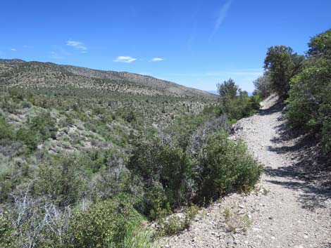 Escarpment Trail