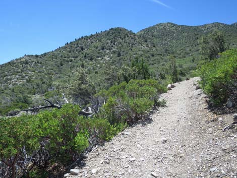 Escarpment Trail