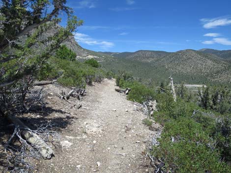 Escarpment Trail