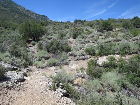 Escarpment Trail