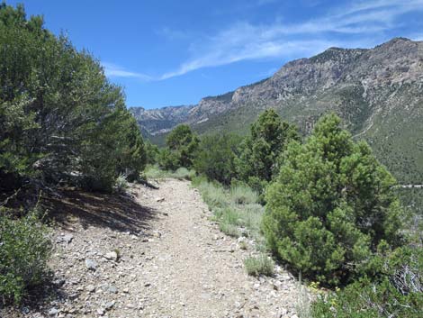 Escarpment Trail