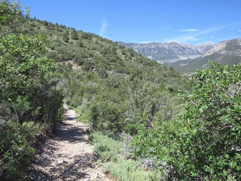 Escarpment Trail