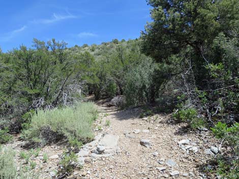 Escarpment Trail