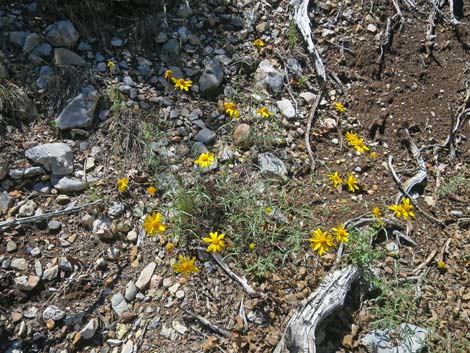 Escarpment Trail