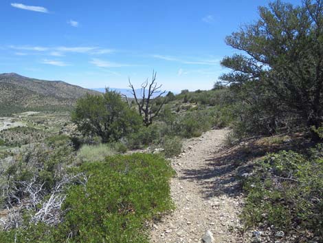 Escarpment Trail