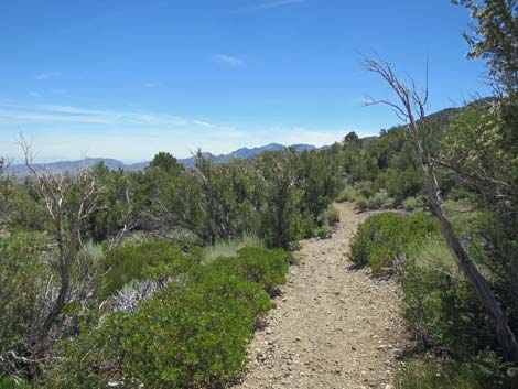 Escarpment Trail