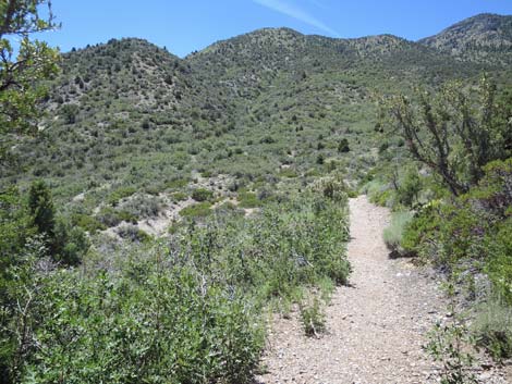 Escarpment Trail